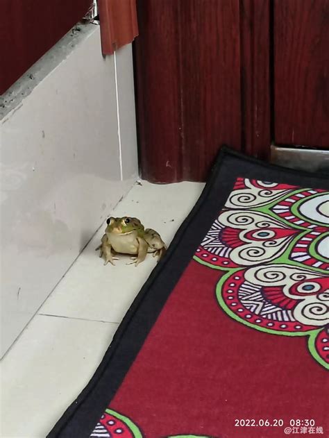 青蛙跑進家裡 五鬼搬運法